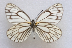 Aporia soracta