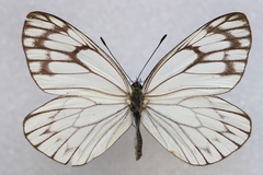 Aporia soracta