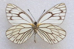 Aporia soracta