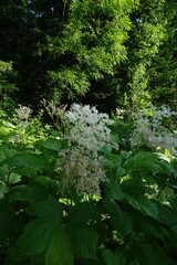 Filipendula camtschatica