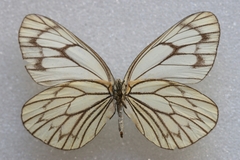 Aporia soracta