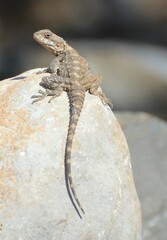 Laudakia vulgaris