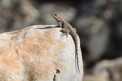 Laudakia vulgaris