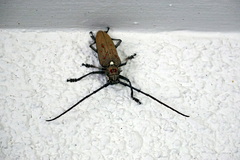 Batocera rufomaculata