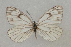 Aporia soracta