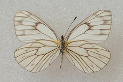 Aporia soracta