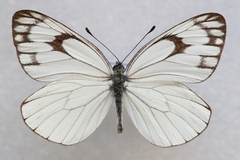 Aporia soracta
