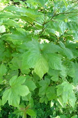 Filipendula camtschatica