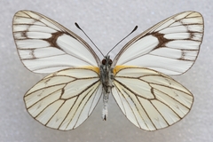 Aporia soracta