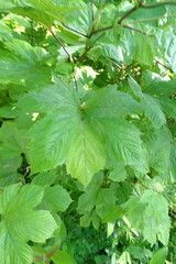 Filipendula camtschatica
