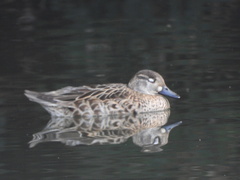 Sibirionetta formosa