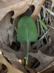 Packera obovata