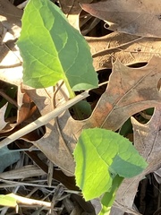 Packera obovata