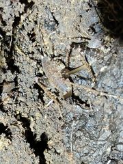 Pleioplectron hudsoni