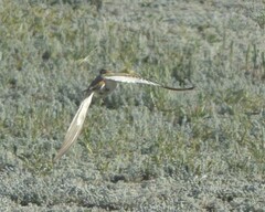 Melanocorypha mongolica