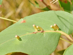 Apiomorpha spinifer