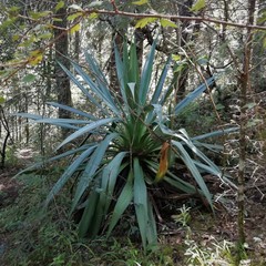 Furcraea parmentieri