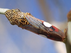 Homalodisca liturata