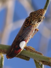 Homalodisca liturata