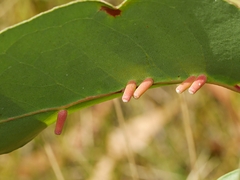 Apiomorpha spinifer