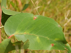 Apiomorpha spinifer