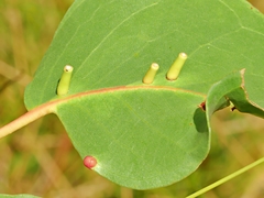Apiomorpha spinifer