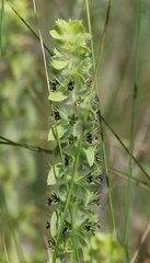 Sideritis montana