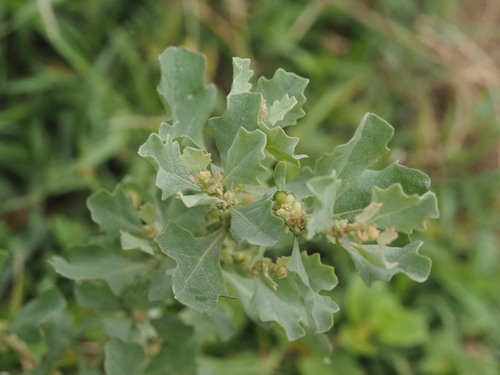 Atriplex muelleri