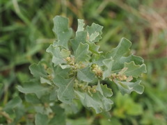 Atriplex muelleri