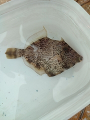 Stephanolepis diaspros