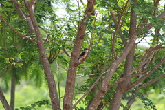 Halcyon leucocephala