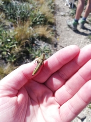 Phaulacridium marginale