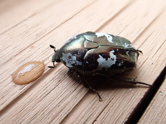 Protaetia aurichalcea