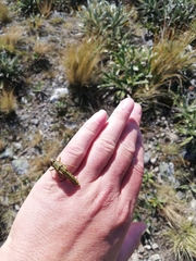 Phaulacridium marginale