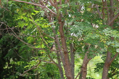 Halcyon leucocephala