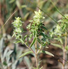 Sideritis montana