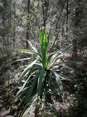 Furcraea parmentieri