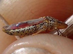 Homalodisca liturata