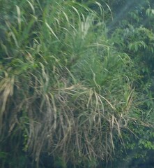 Saccharum spontaneum