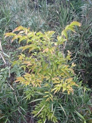 Schoepfia jasminodora