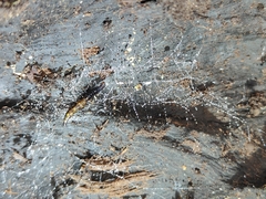 Arachnocampa luminosa