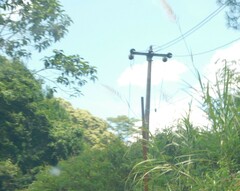 Saccharum spontaneum