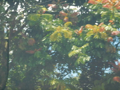 Pometia pinnata