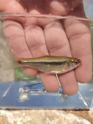 Rhodes minnow (Squalius ghigii) — Cyprinidae — 2