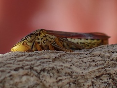Homalodisca liturata