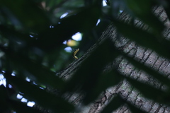 Chrysopelea paradisi