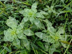 Amaranthus polygonoides