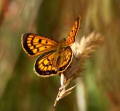 Lycaena edna