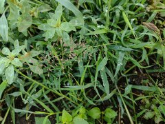 Eragrostis amabilis