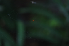 Argyrodes flavescens